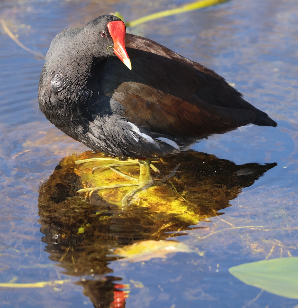 Gallinule d'Amérique - ML645653432