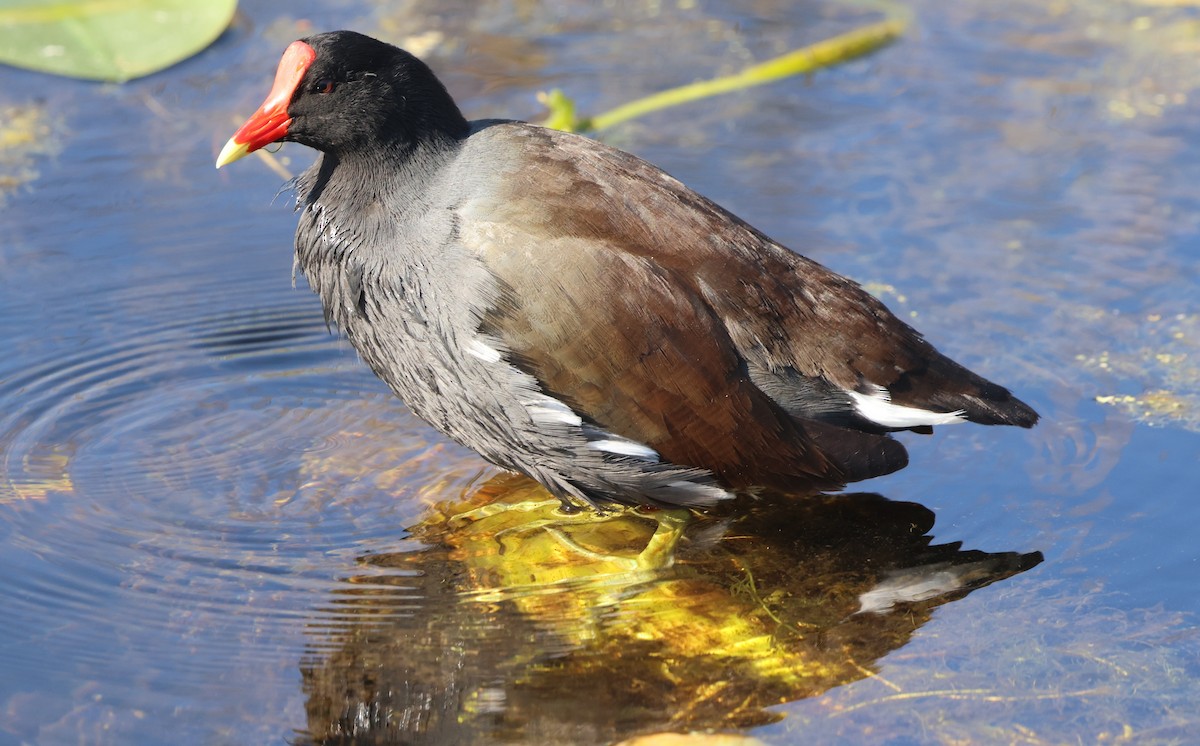 Gallinule d'Amérique - ML645653433