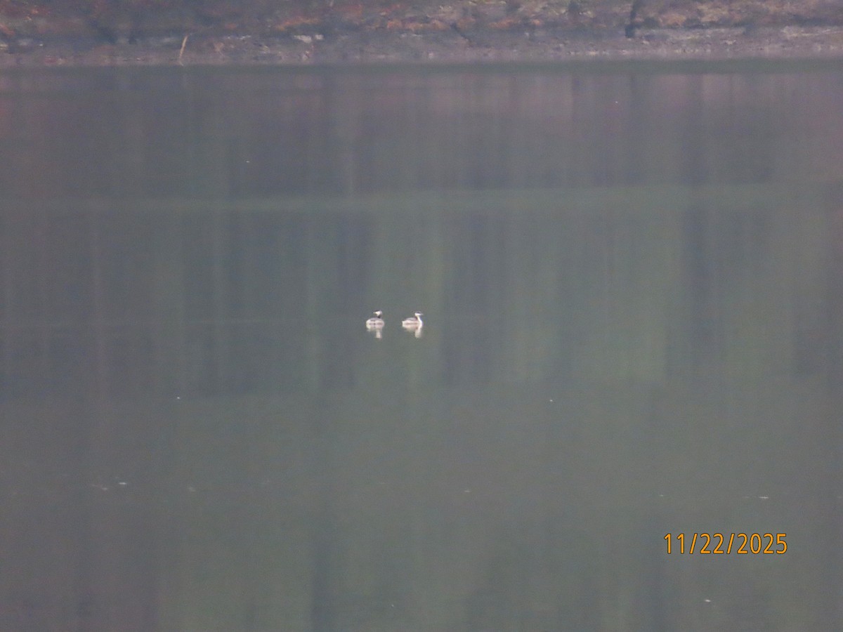 Красношейная поганка - ML645653437