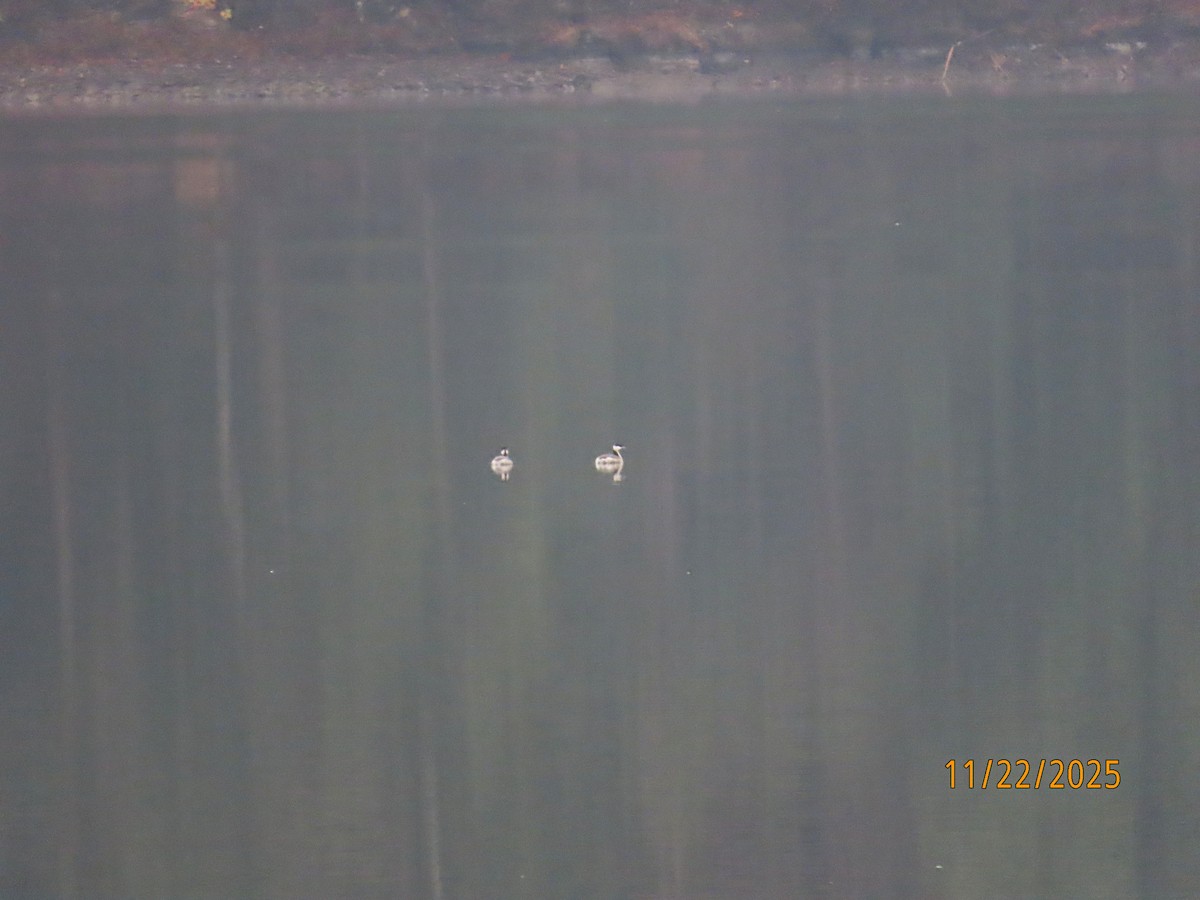 Красношейная поганка - ML645653438