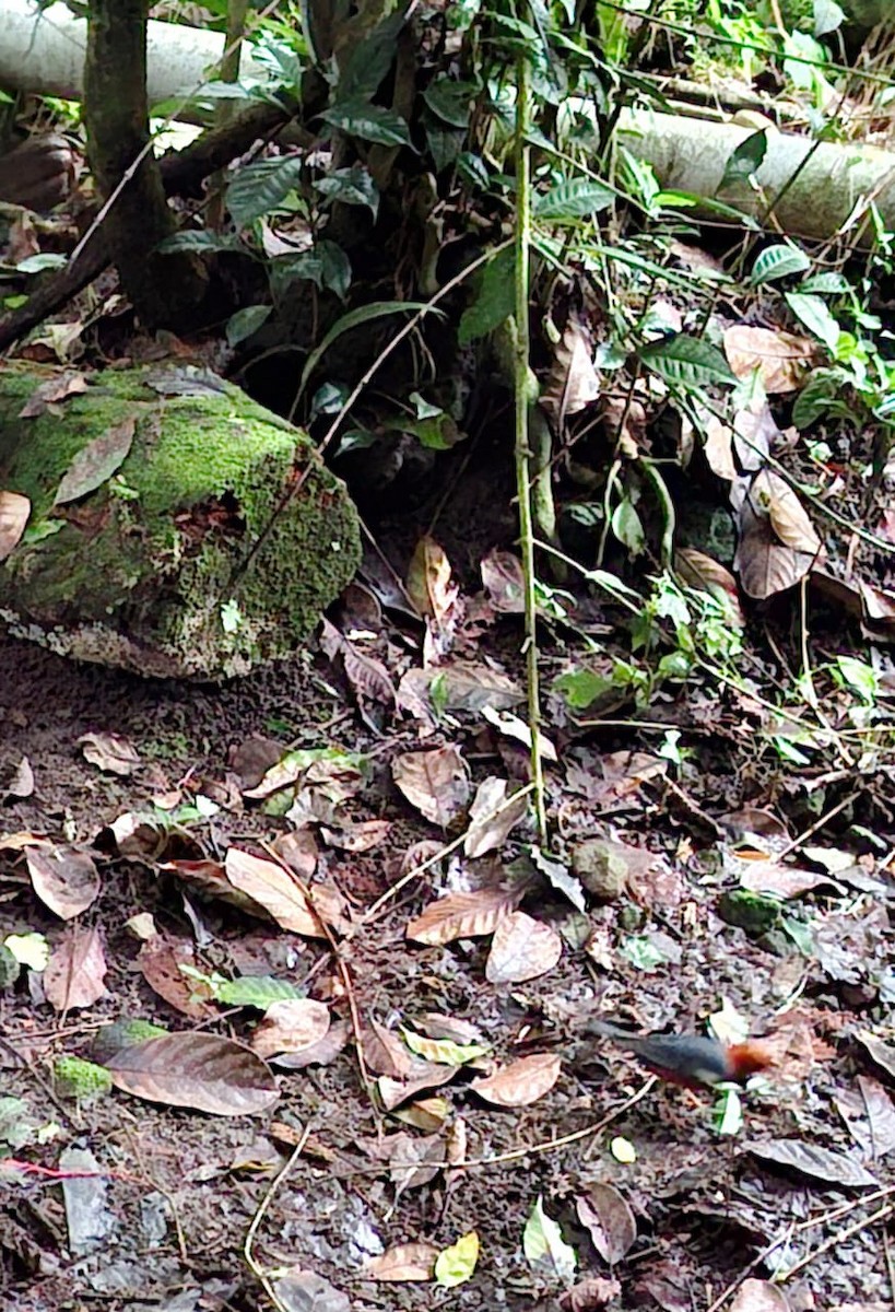 Orange-headed Thrush - ML645653440