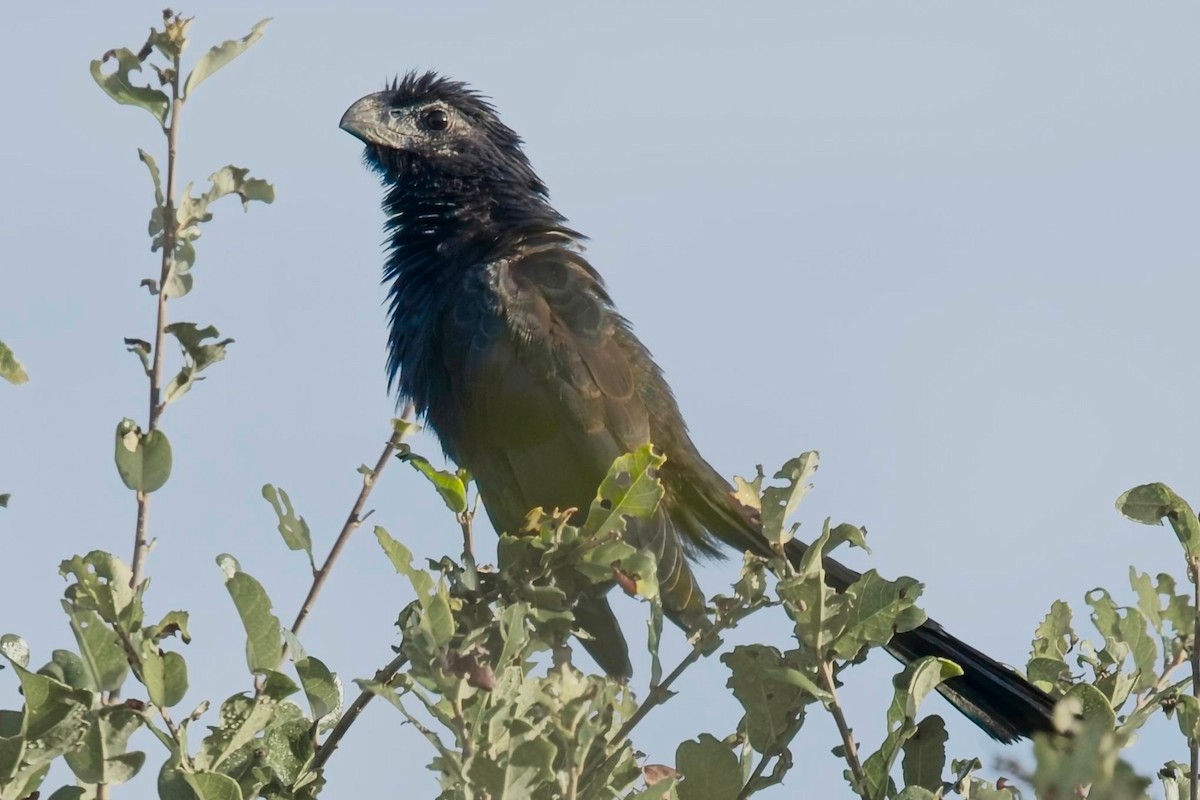 Groove-billed Ani - ML645653441