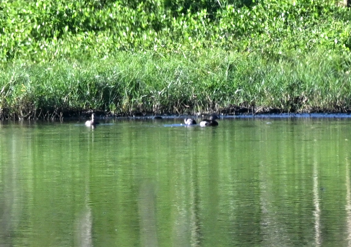 Least Grebe - ML645653461