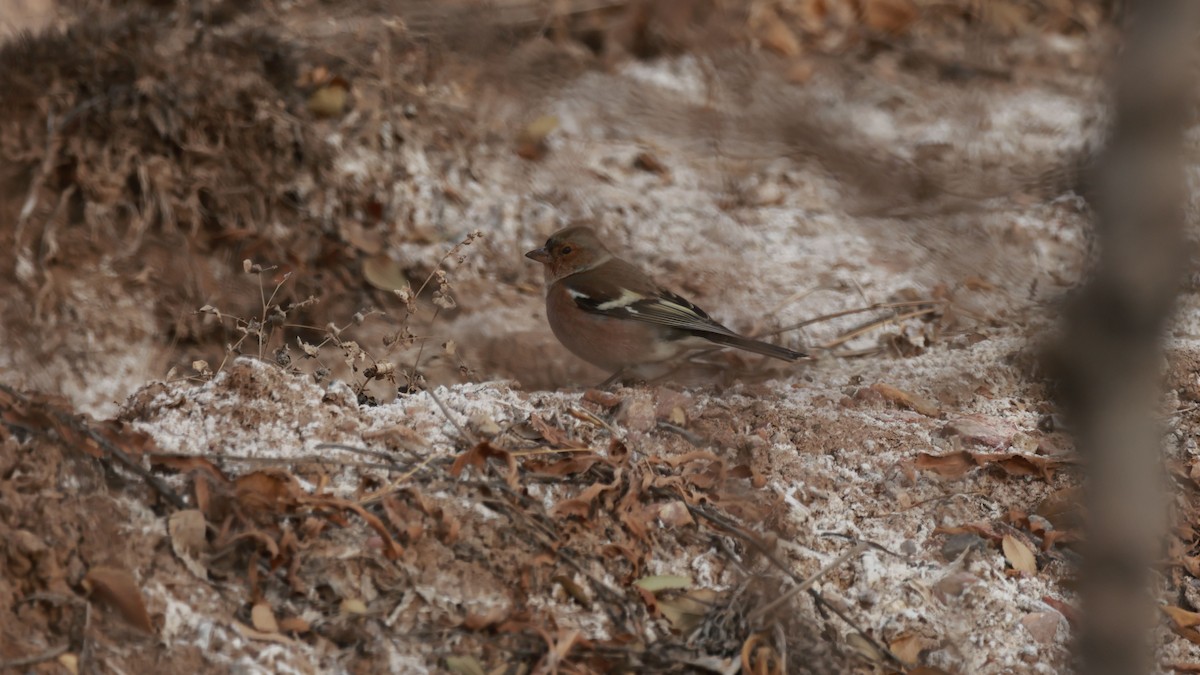 Common Chaffinch - ML645653463