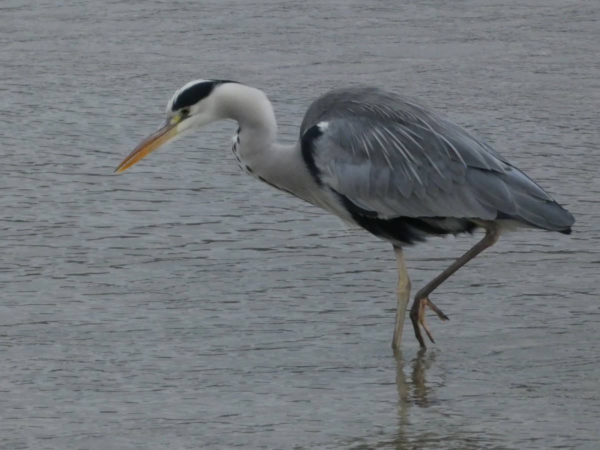 蒼鷺 - ML645653472