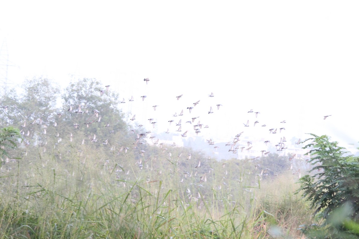 カワラバト（ドバト、家畜型） - ML645653485