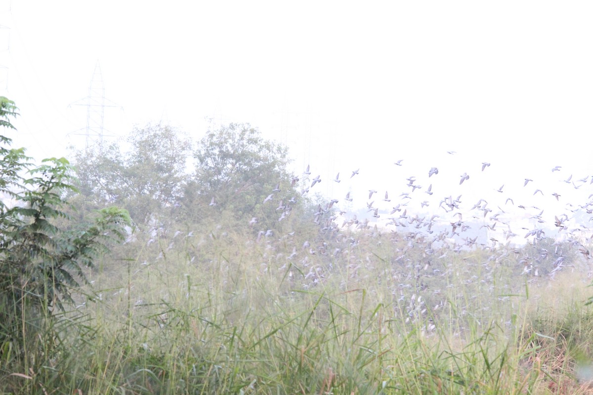 カワラバト（ドバト、家畜型） - ML645653486