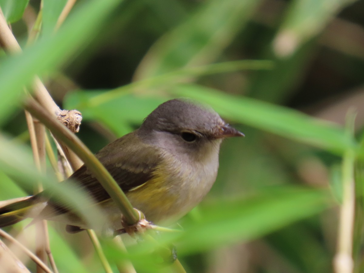 American Redstart - ML645653487