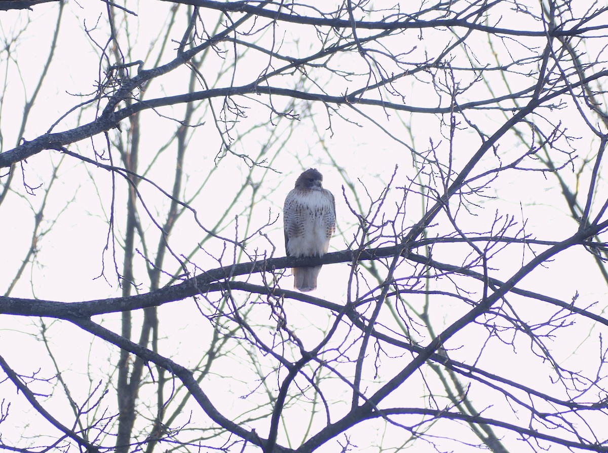 Red-tailed Hawk - ML645653488