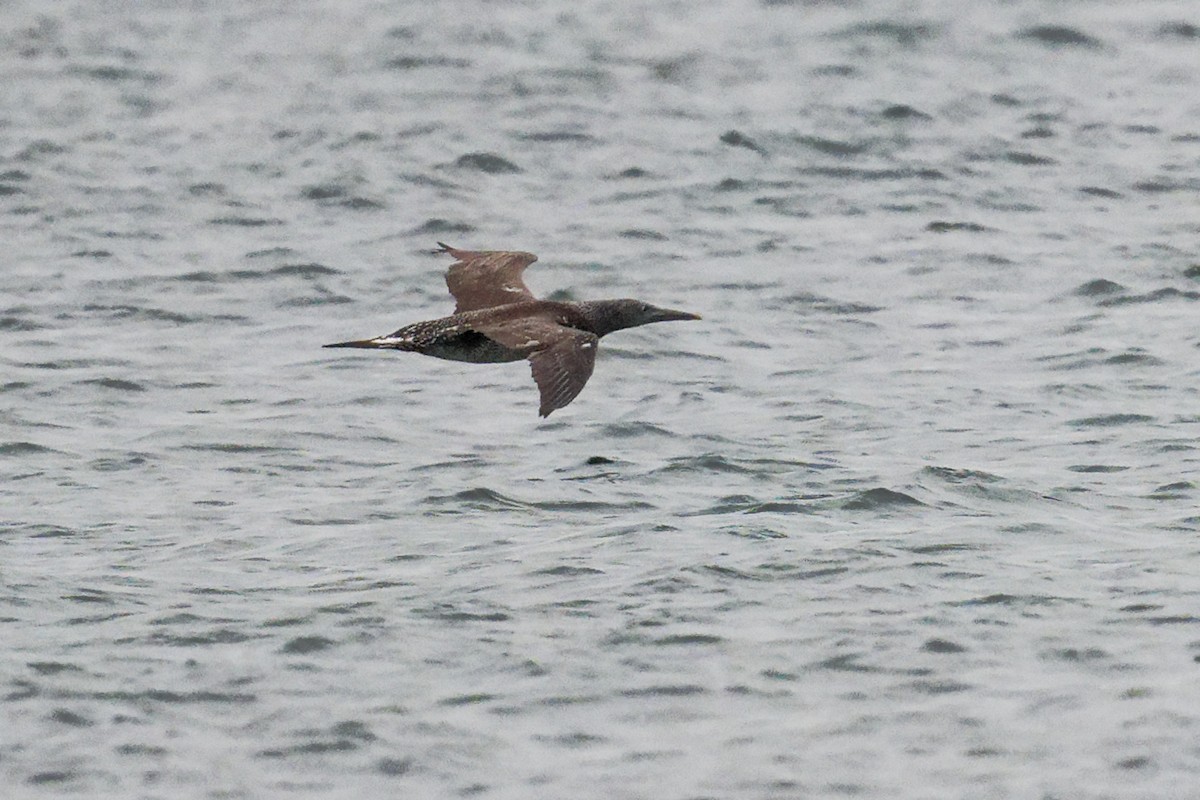 シロカツオドリ - ML645653491