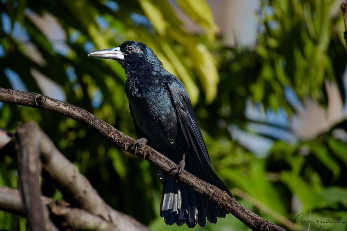 クロモズガラス - ML645653494