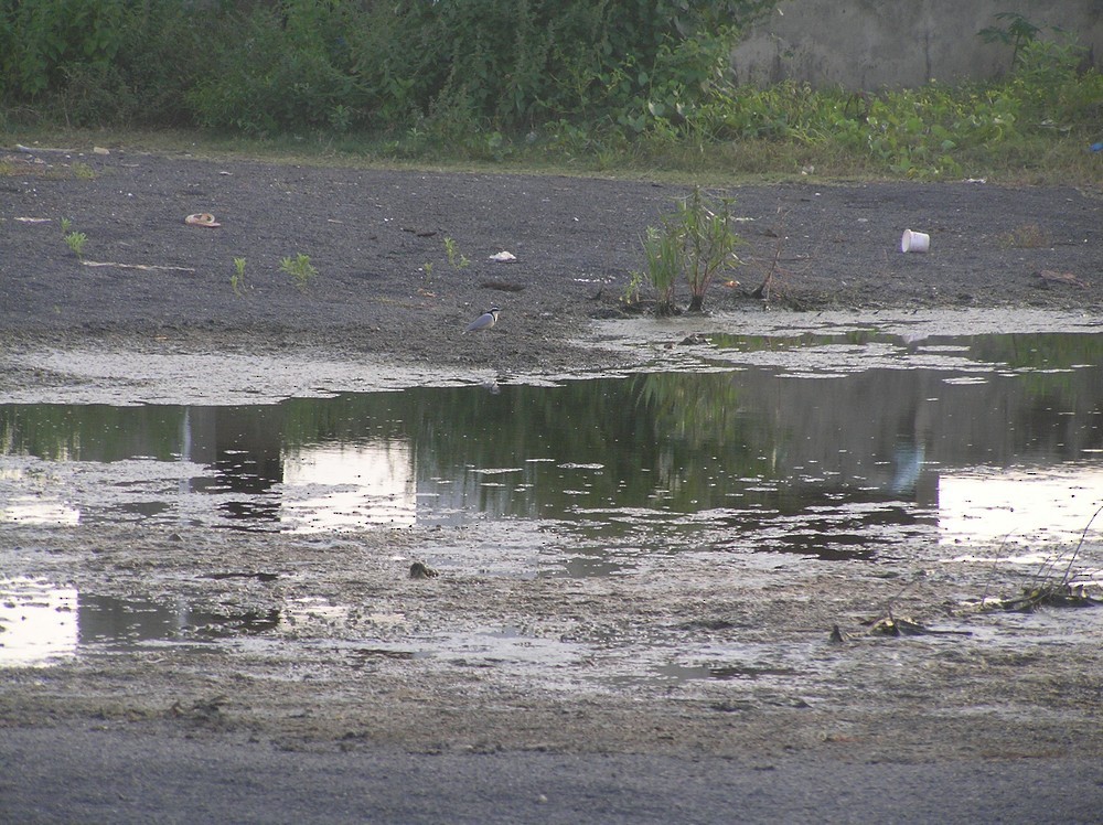 ナイルチドリ - ML645653495