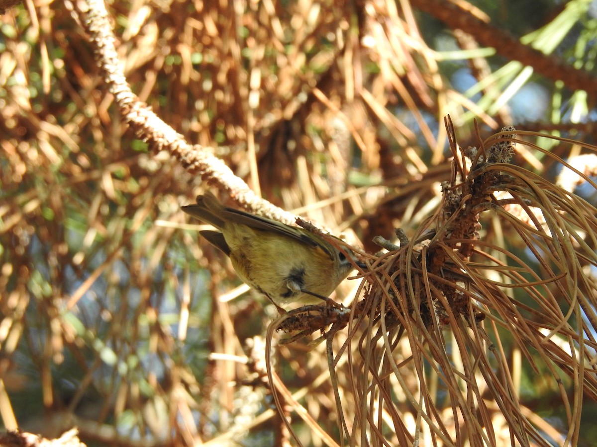 キクイタダキ - ML645653496