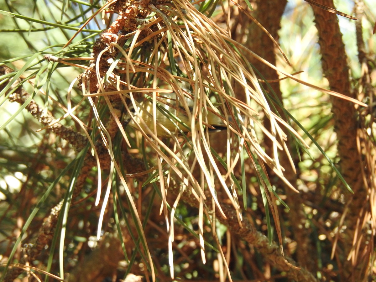 キクイタダキ - ML645653497