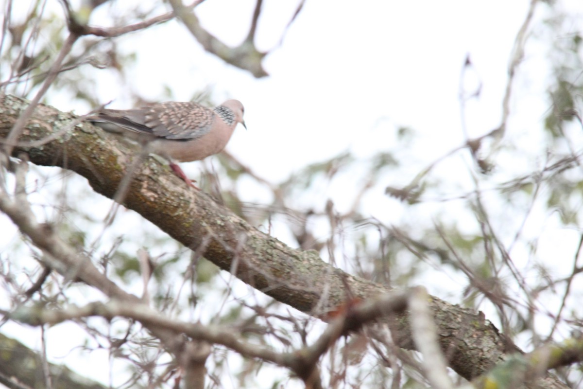 カノコバト - ML645653498