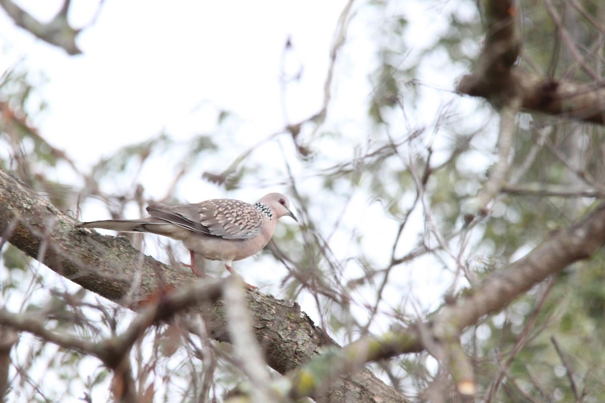 カノコバト - ML645653499