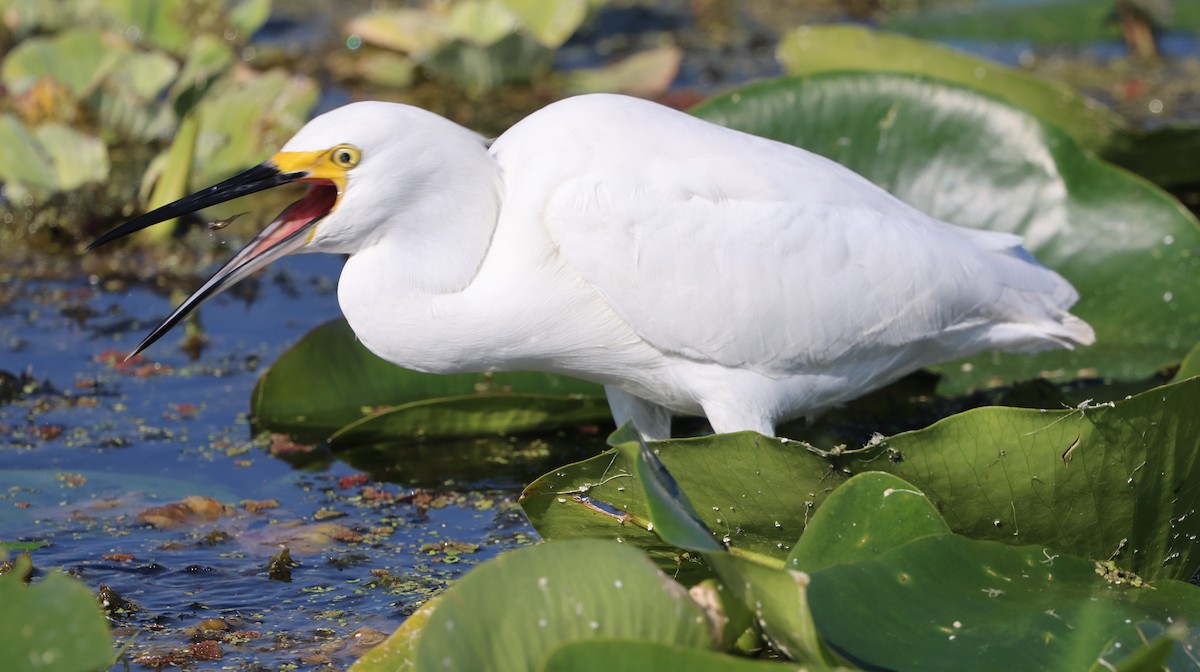 ユキコサギ - ML645653500