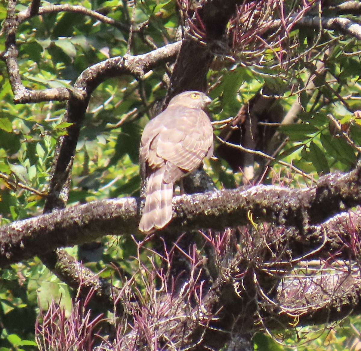 ミナミツミ - ML645653501