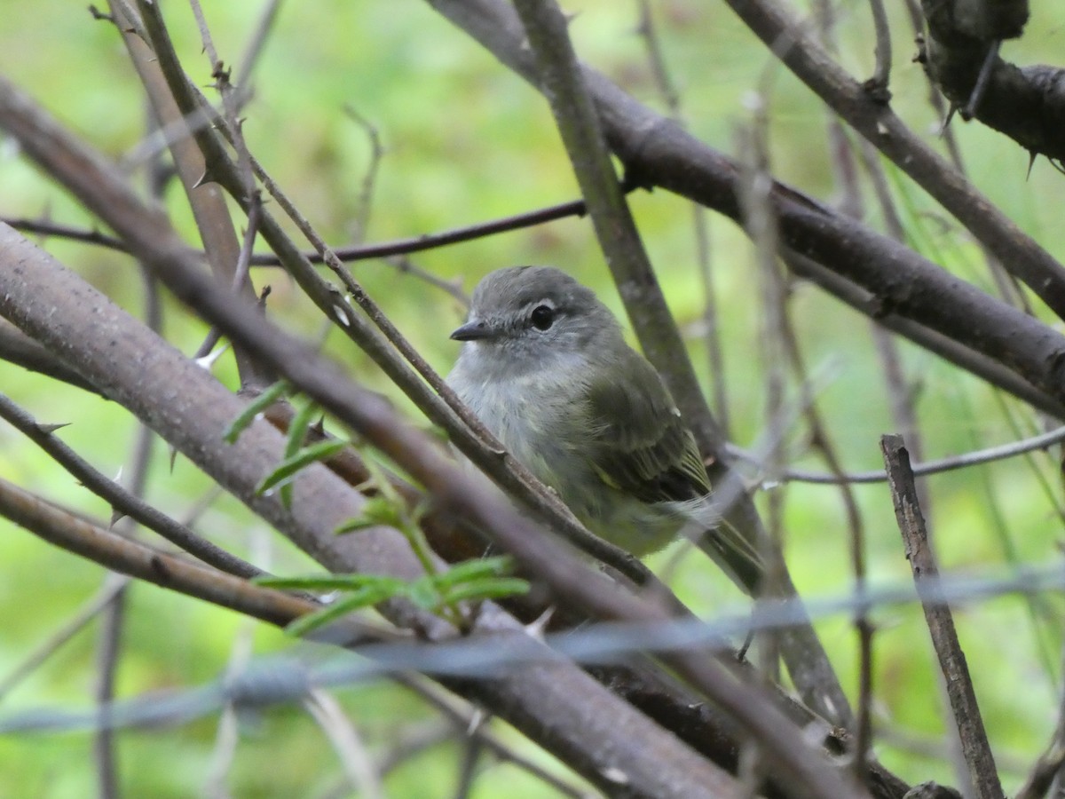 ミドリキクイタダキモドキ - ML645653502