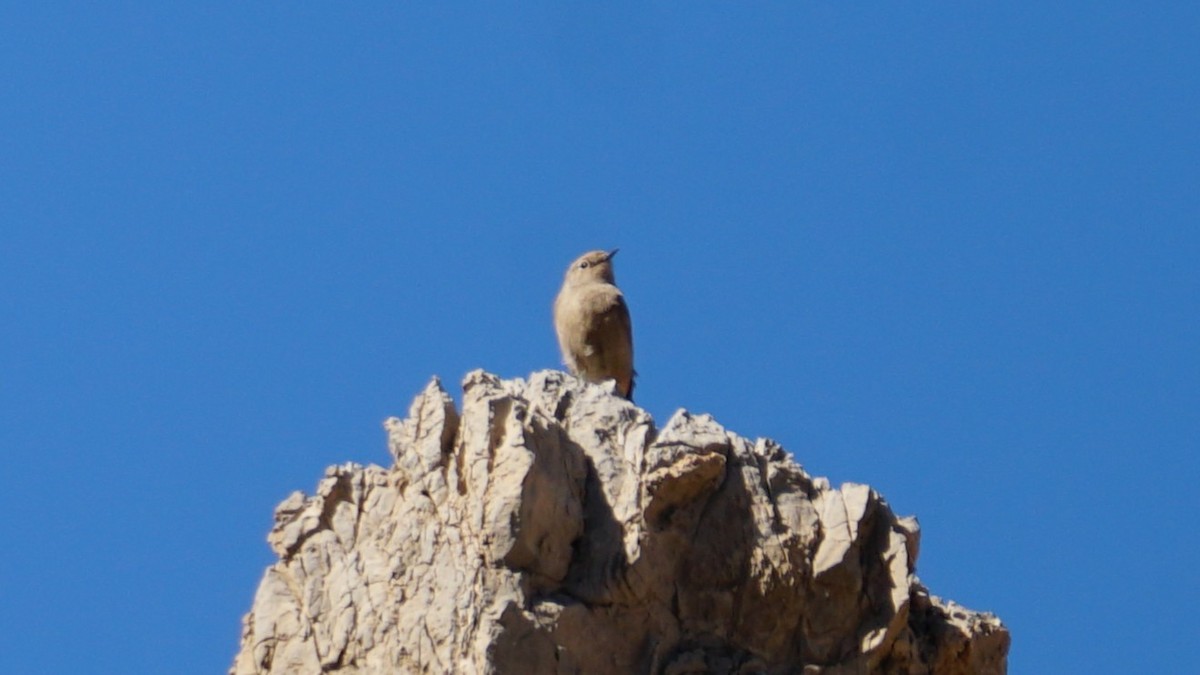 カワラバト - ML645653504