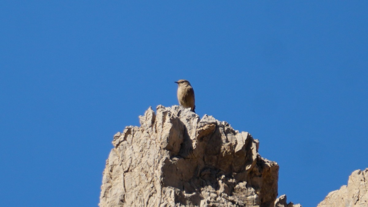 カワラバト - ML645653505