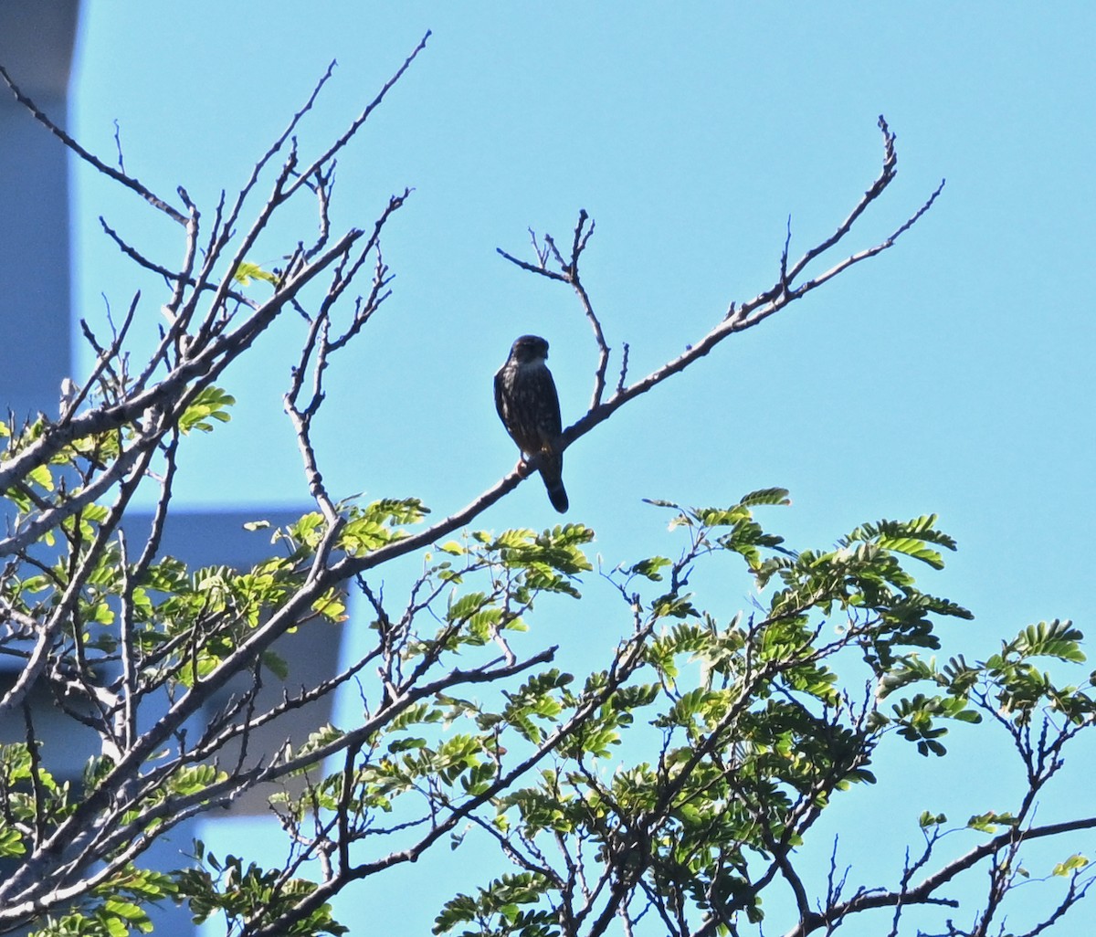 コチョウゲンボウ - ML645653506