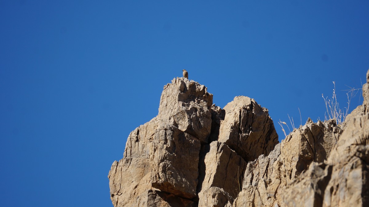 Paloma Bravía - ML645653509