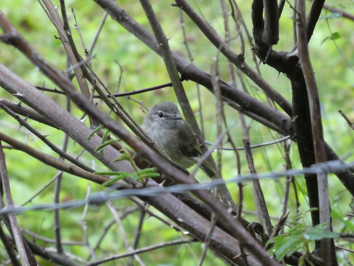 ミドリキクイタダキモドキ - ML645653510