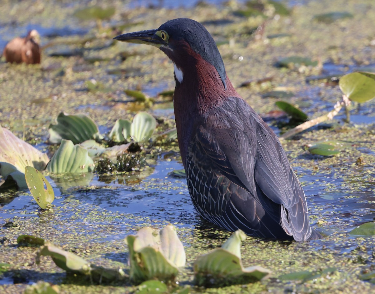 アメリカササゴイ - ML645653512