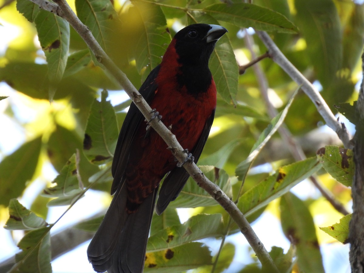 クロアカイカル - ML645653513