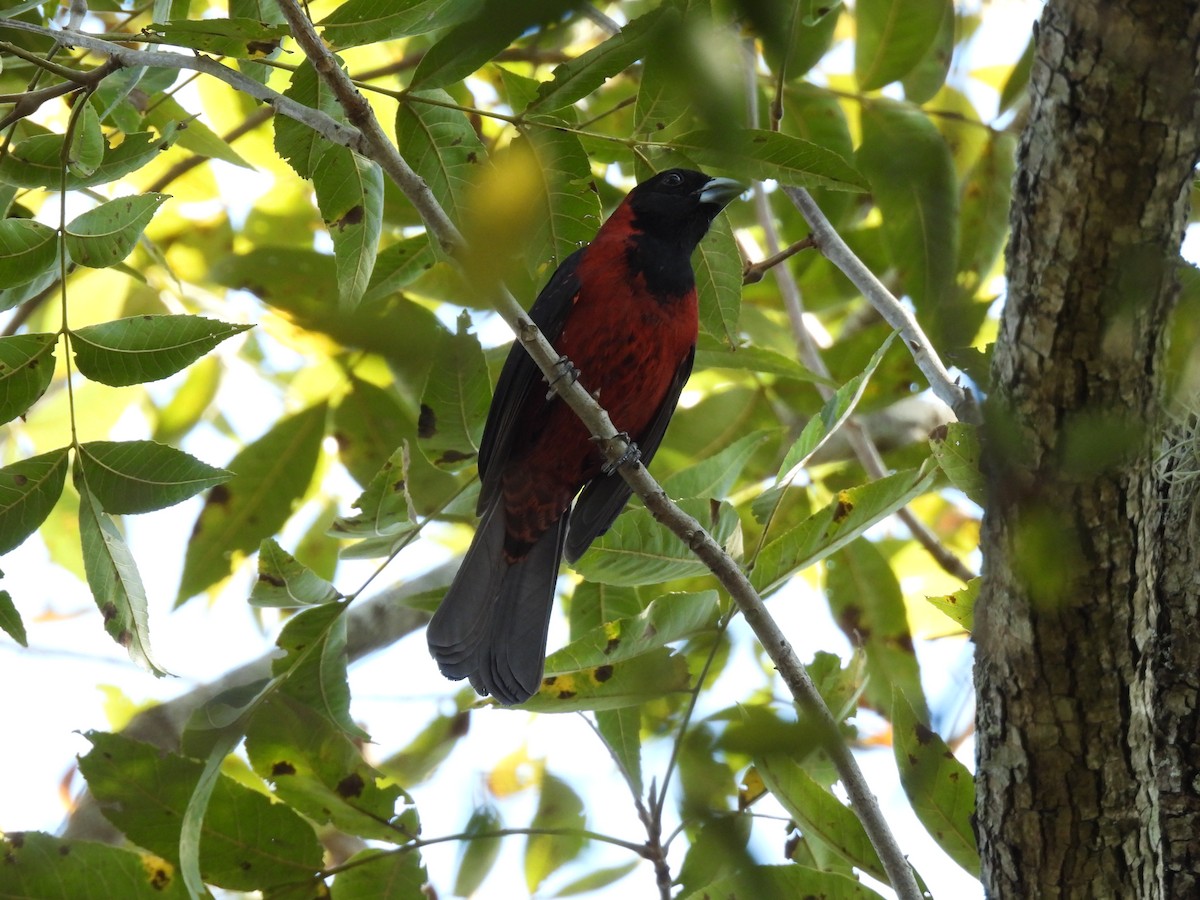 クロアカイカル - ML645653514