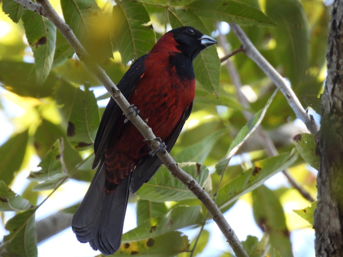 クロアカイカル - ML645653515