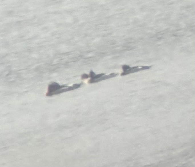 ウミアイサ - ML645653516