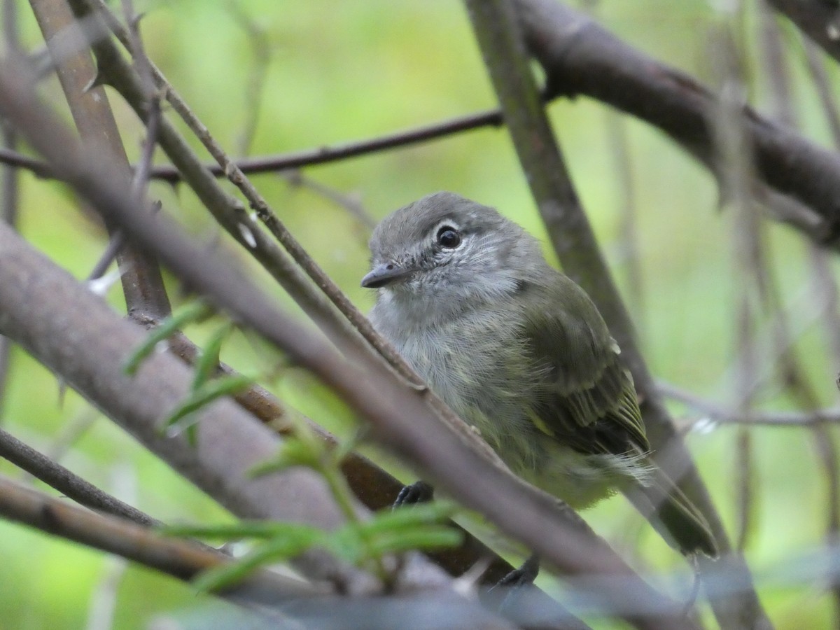 ミドリキクイタダキモドキ - ML645653517