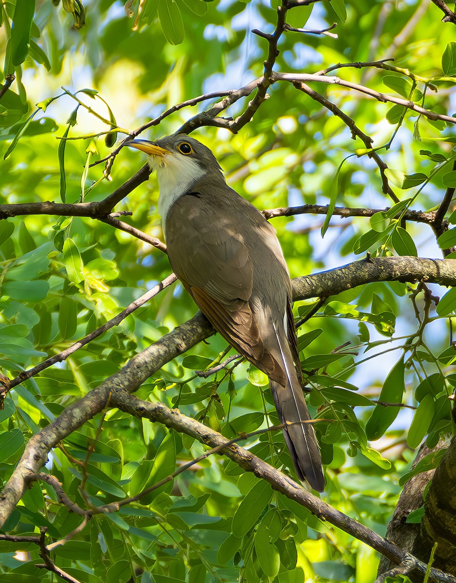 キバシカッコウ - ML645653518