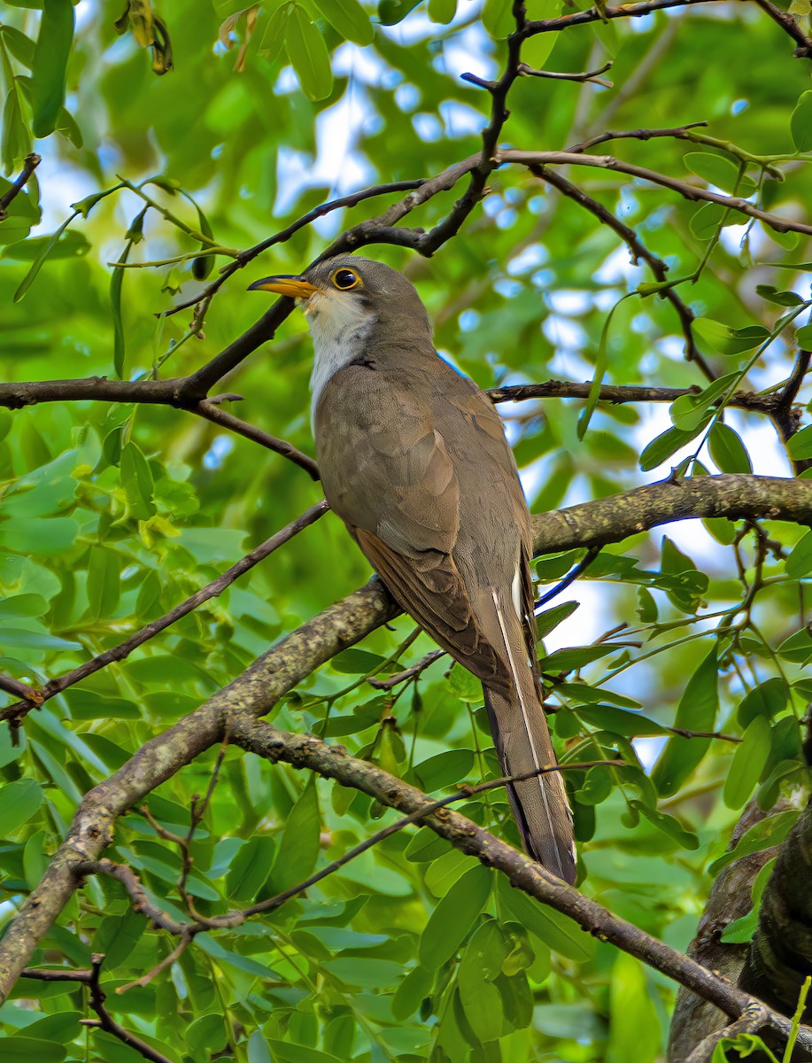 キバシカッコウ - ML645653519