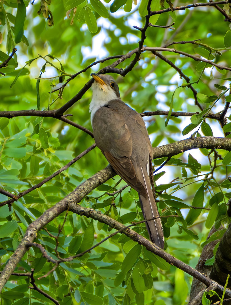 キバシカッコウ - ML645653520