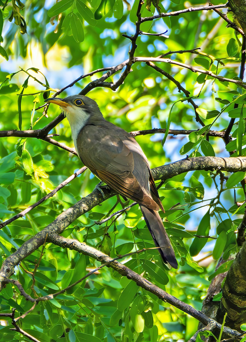 キバシカッコウ - ML645653521