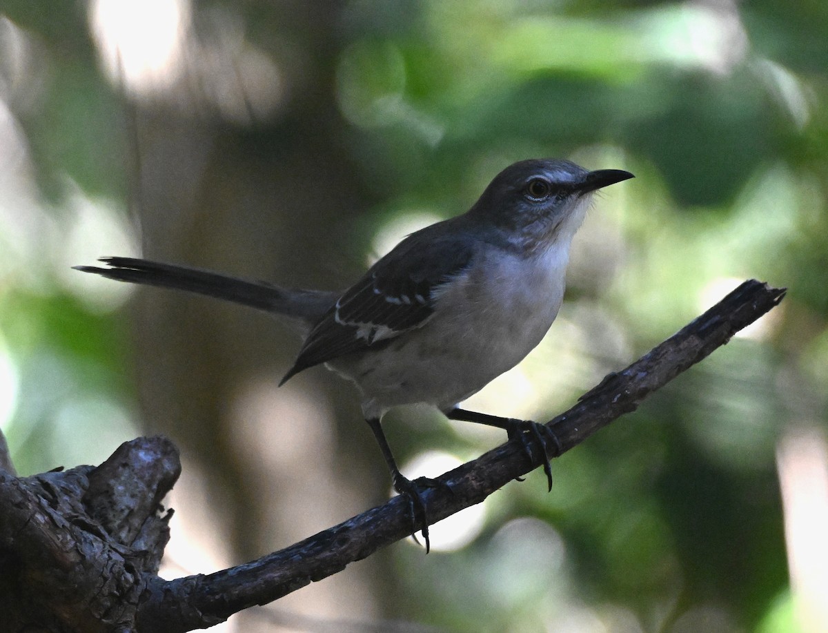 マネシツグミ - ML645653522