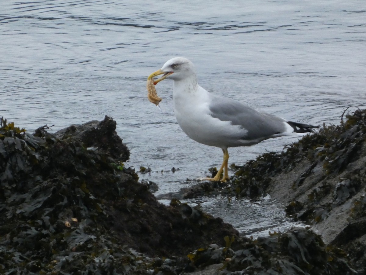 キアシセグロカモメ - ML645653534