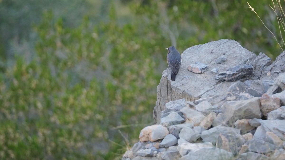 Escribano Estriado - ML645653535