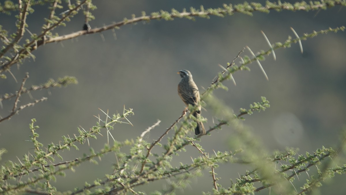 Escribano Estriado - ML645653537