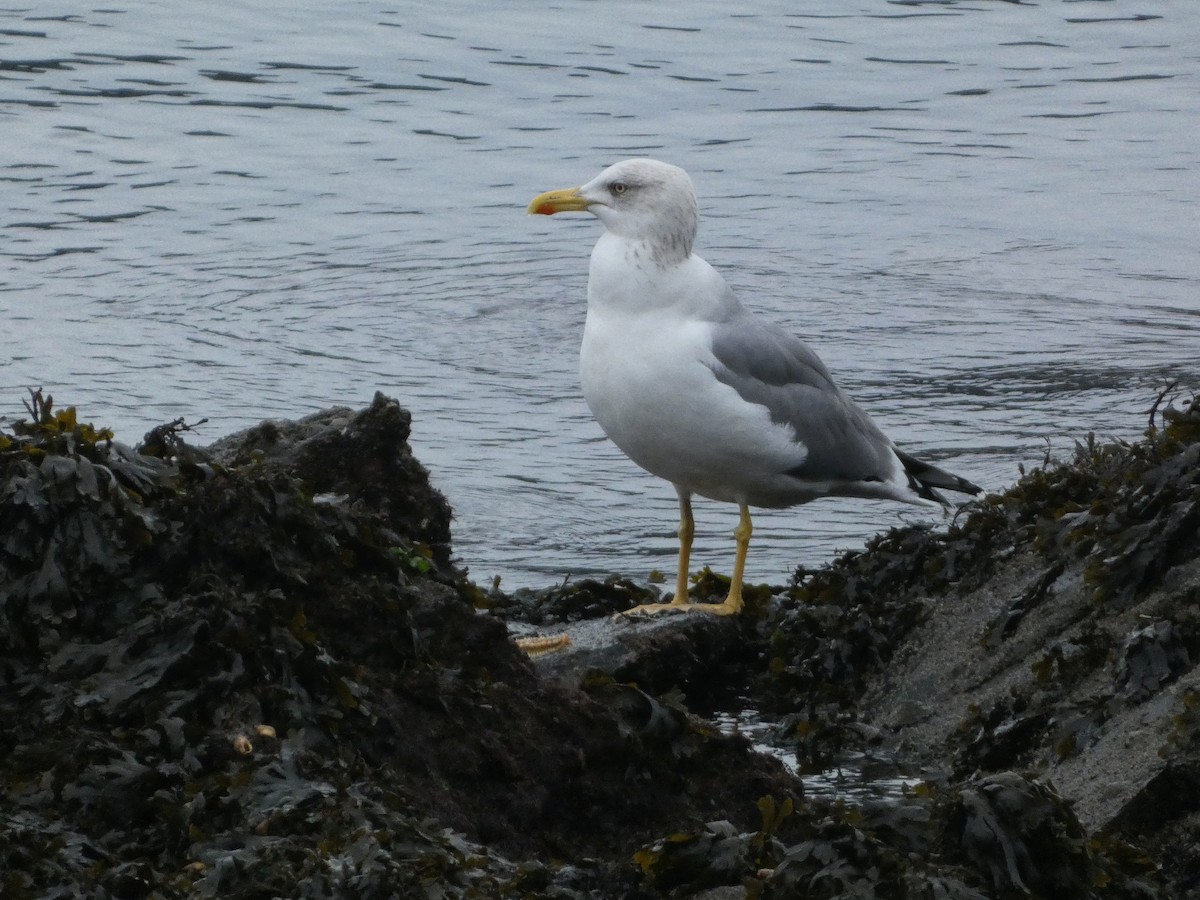 キアシセグロカモメ - ML645653541