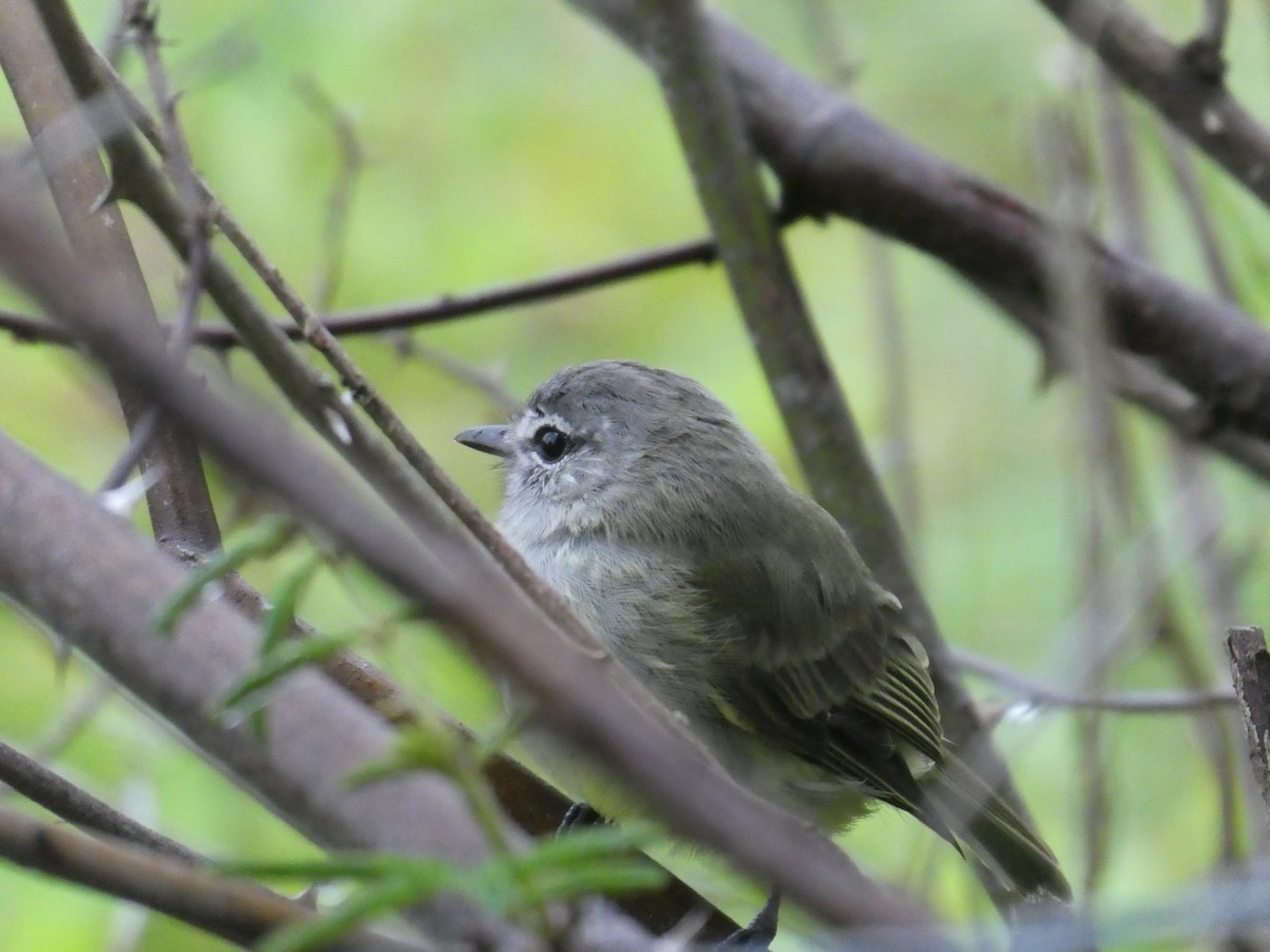 ミドリキクイタダキモドキ - ML645653542