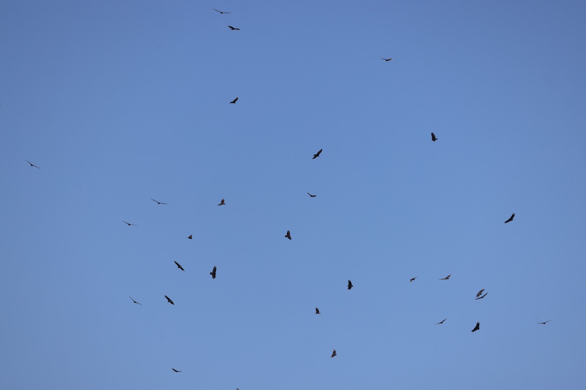 new world vulture sp. - ML645653543