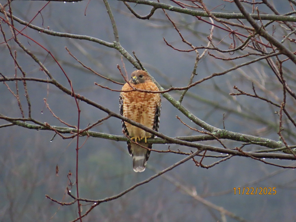 káně páskovaná - ML645653550