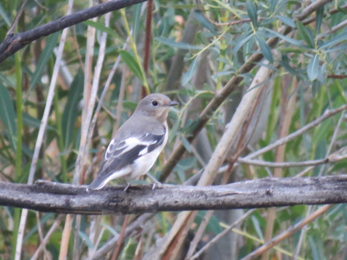 Semicollared Flycatcher - ML645653565
