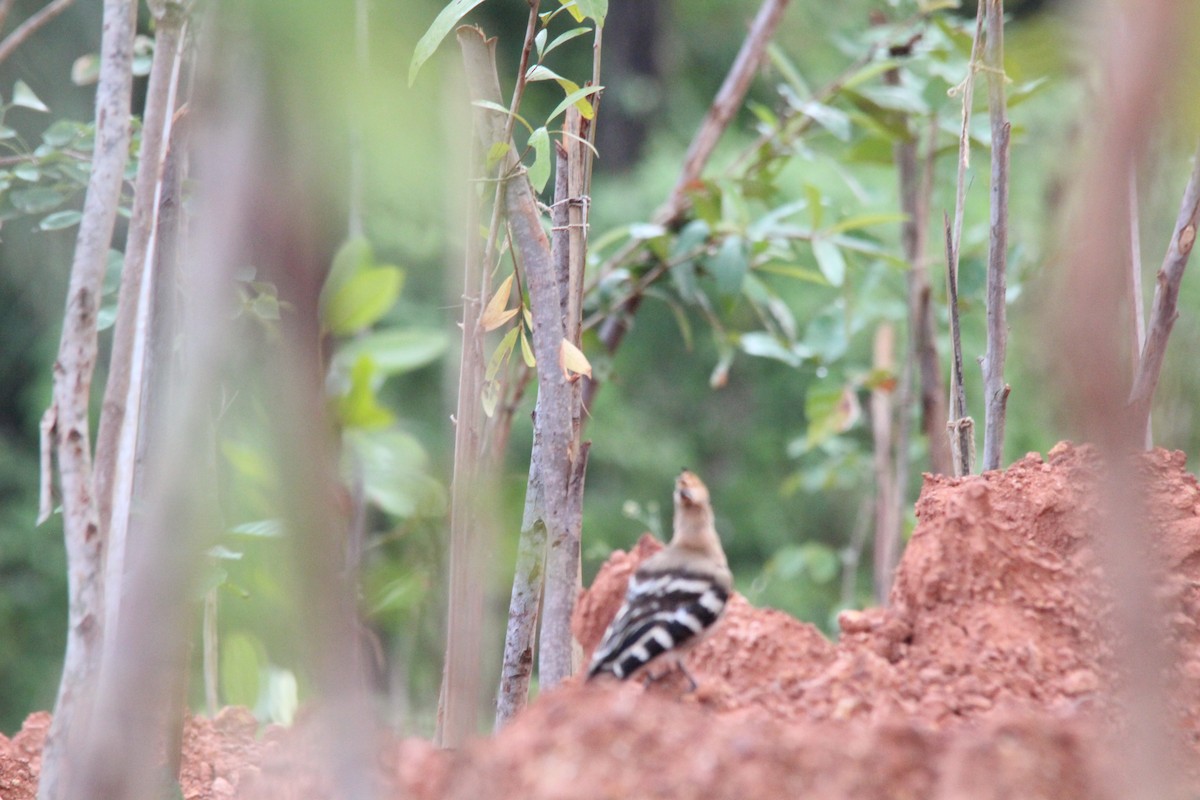 Common Hoopoe - ML645653571