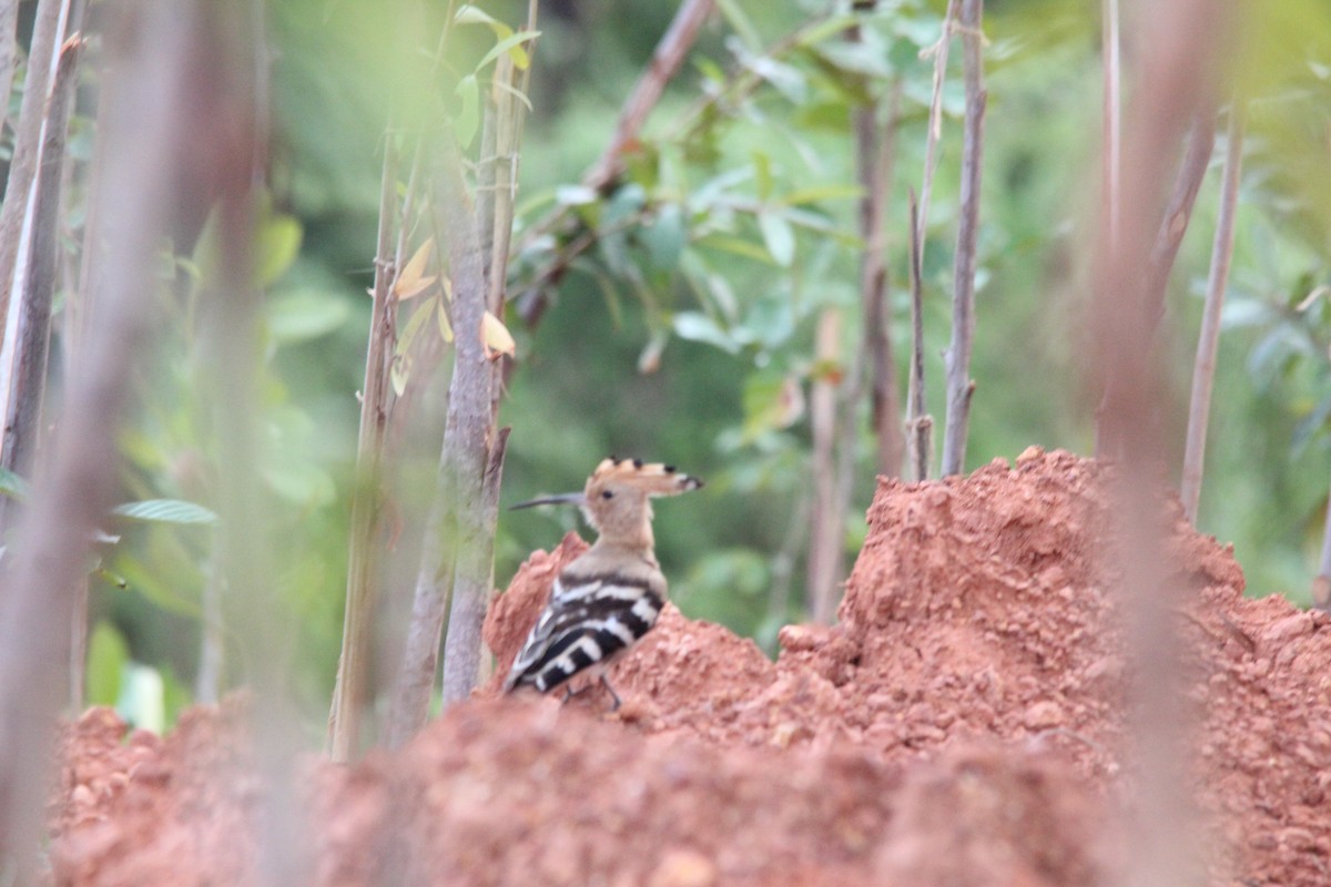 Common Hoopoe - ML645653572