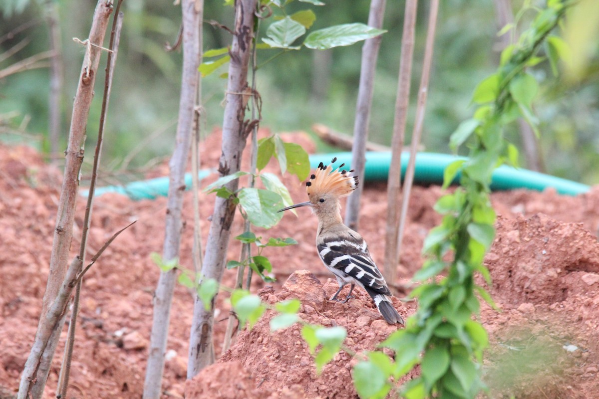 Common Hoopoe - ML645653573